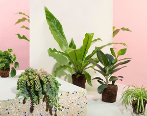 Planten van Sprinlr 