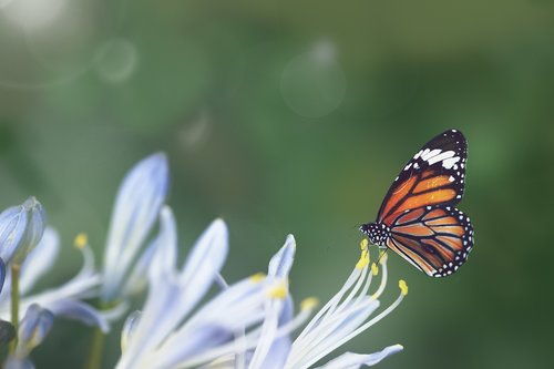  een vlinder op een bloem