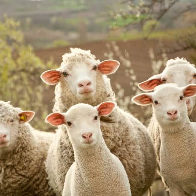 Schapen