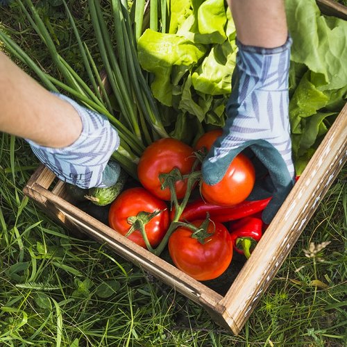 Groente uit je moestuin