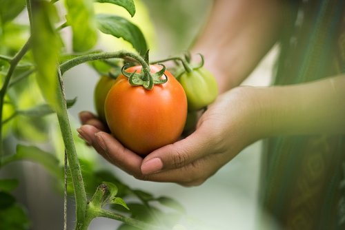 Tomatenplant in je moestuin.