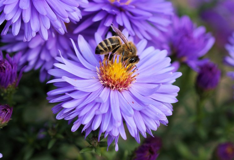 Bloemen die goed zijn voor bijen