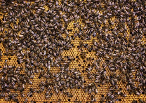 Honingbijen op honingraat, 