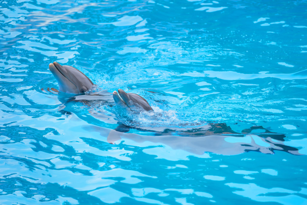 dolfijnen in het dolfinarium