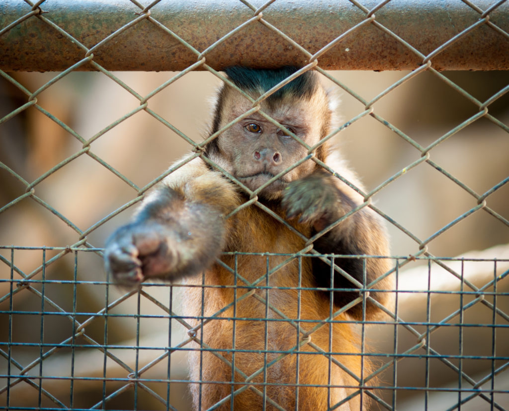 Een aapje achter een hek in een dierentuin of circus 