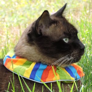 birdsbesafe rainbow cat collar